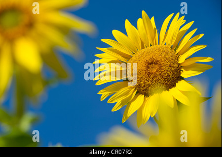Sonnenblumen (Helianthus Annuus) vor einem blauen Himmel Stockfoto