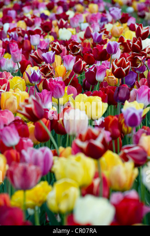 Tulpen (Tulipa), Tulpenfeld bei Freiburg Im Breisgau, Baden-Württemberg, Deutschland, Europa Stockfoto