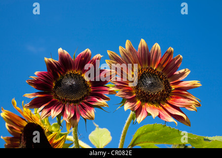 Orange-Sonnenblumen (Helianthus Annuus), Adamsville, Quebec, Kanada Stockfoto