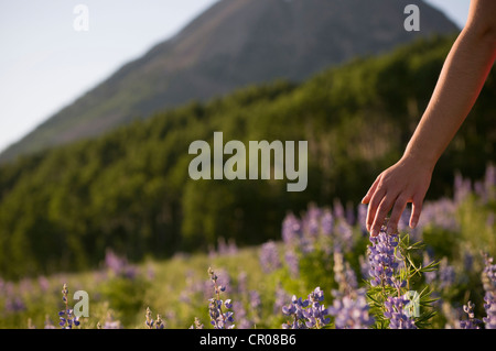 Womans hand im Bereich der Blumen Stockfoto