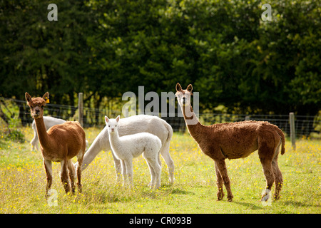 Alpakas am Stadt End Farm in der Nähe von Kendal im Lake District National Park, Cumbria, England Stockfoto