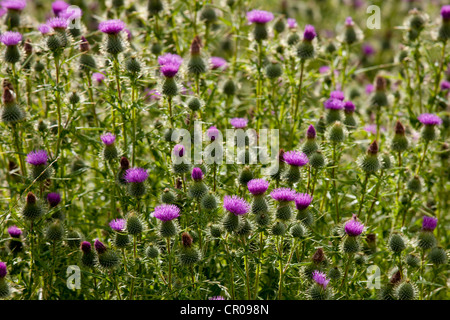 Schottische Distel, Onopordum Acanthium, Wildblumen in Lake District National Park, Cumbria, England Stockfoto