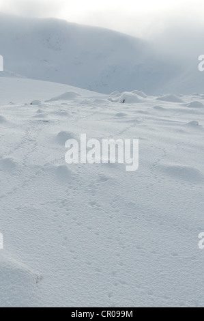 Spuren von Alpenschneehuhn (Lagopus Mutus) in die verschneite Bergwelt. Cairngorm National Park, Schottland. Februar. Stockfoto