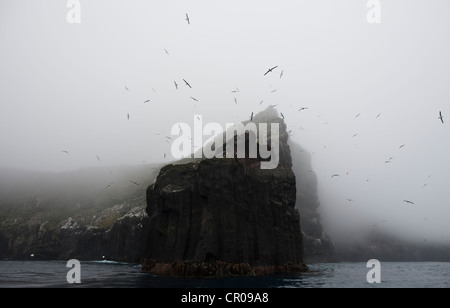 Rookery Albatros auf Klippe Verschachtelung Stockfoto