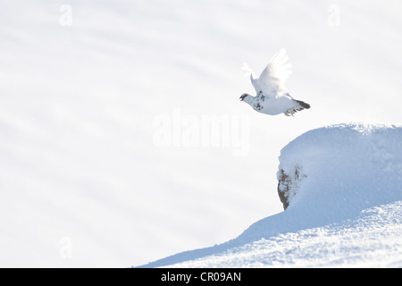 Rock Alpenschneehuhn (Lagopus Mutus) Männchen im Flug, in die verschneite Bergwelt. Cairngorm National Park, Schottland. Februar. Stockfoto