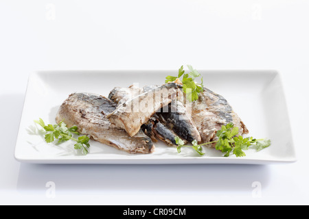 Makrelen Filets in Öl und Gewürze aus der Dose auf einem weißen Teller Stockfoto