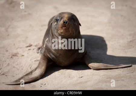 Hookers Seelöwen am Sandstrand Stockfoto