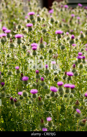 Schottische Distel, Onopordum Acanthium, Wildblumen in Lake District National Park, Cumbria, England Stockfoto