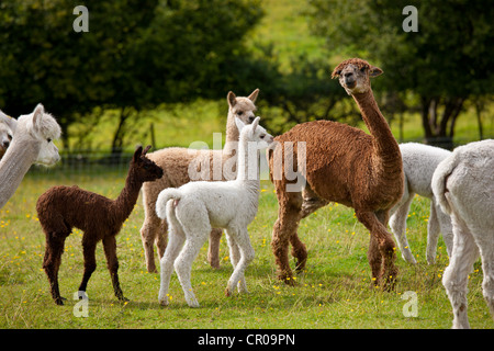 Alpakas am Stadt End Farm in der Nähe von Kendal im Lake District National Park, Cumbria, England Stockfoto