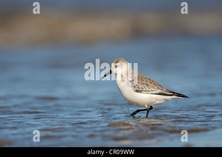 Sanderling (Calidris Alba) Erwachsene in der Winterfütterung Gefieder entlang der Wasserlinie. North Norfolk. März. Stockfoto