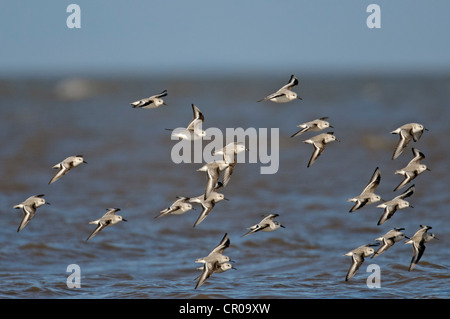 Herde von Sanderling (Calidris Alba) im Flug. North Norfolk Küste. März. Stockfoto