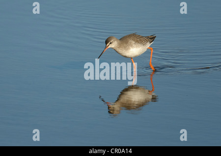 Gefleckte Rotschenkel (Tringa Erythropus) Winter Erwachsenen Fütterung in flachen Lagune auf North Norfolk Küste. März. Stockfoto