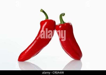 Zwei rote Spitzen Paprika (Paprika) Stockfoto