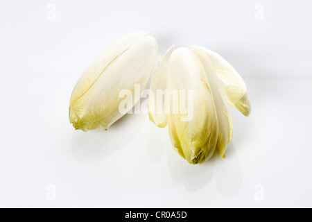 Chicorée (Cichorium Intybus var. Foliosum) Stockfoto