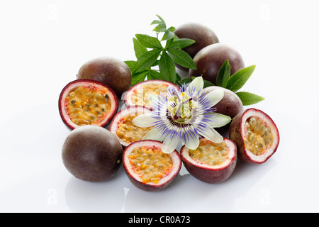 Passionsfrucht, Maracujá (Passiflora Edulis), mit Blume Stockfoto