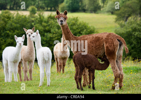 Alpakas am Stadt End Farm in der Nähe von Kendal im Lake District National Park, Cumbria, England Stockfoto