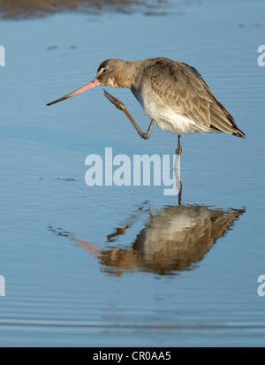 Uferschnepfe (Limosa Limosa) Erwachsene im Winterkleid putzen sich in seichten Lagune auf North Norfolk Küste. März. Stockfoto