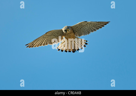 Gemeinsamen Turmfalke (Falco Tinnunculus) männlich schwebt im Flug. Norfolk, England. Mai. Stockfoto