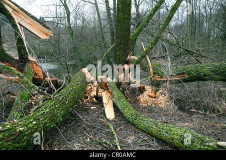 Ziege-Weide (Salix Caprea) gefällt durch Biber, Allgäu, Bayern, Deutschland, Europa Stockfoto