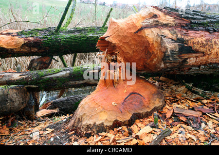 Ziege-Weide (Salix Caprea) gefällt durch Biber, Allgäu, Bayern, Deutschland, Europa Stockfoto