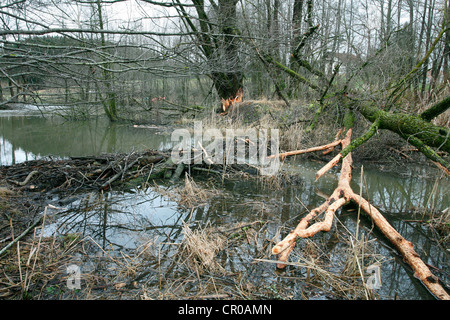 Beaver dam mit nagte Ziege Weide (Salix Caprea) in einem Teich, Allgäu, Bayern, Deutschland, Europa Stockfoto