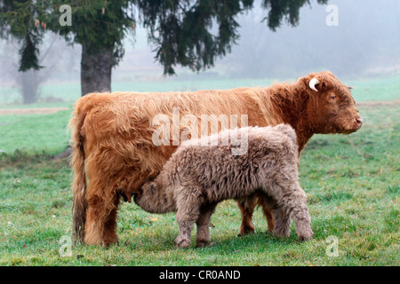 Schottische Hochlandrinder (Bos Primigenius F. Taurus) Spanferkel Kalb, Allgäu, Bayern, Deutschland, Europa Stockfoto
