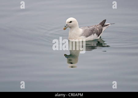 Nördlichen Fulmar (Fulmarus Cyclopoida) Erwachsenen ruht auf ruhiger See. Western Isles, Schottland. Mai. Stockfoto