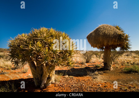 Blühende Köcherbaum oder Kokerboom (Aloe Dichotoma) mit einem Weber Nest, Northern Cape, Südafrika, Afrika Stockfoto