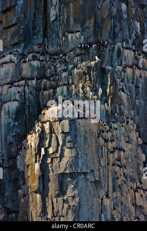 Vogel-Kolonie am Alkefjellet, Basalt Felsen voller 60.000 Brutpaare des Brunnichs Trottellummen, Spitzbergen, Norwegen Stockfoto