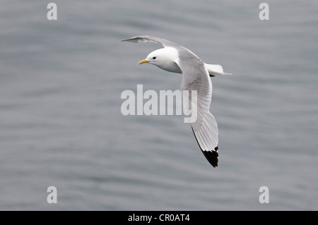 Schwarz-legged Kittiwake (Rissa Tridactyla) Erwachsenen während des Fluges auf dem Meer. Western Isles, Schottland. Mai. Stockfoto