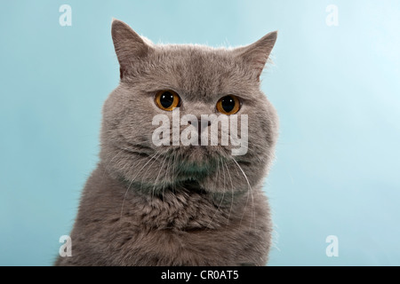 Blau, Britisch Kurzhaar, Kartäuser, Kater, portrait Stockfoto