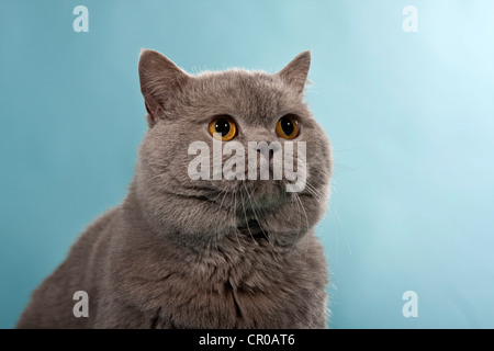 Blau, Britisch Kurzhaar, Kartäuser, Kater, portrait Stockfoto