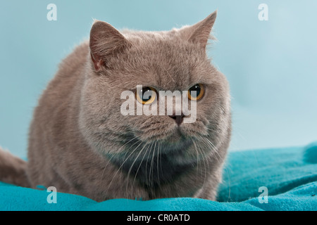 Blaue Britisch Kurzhaar, Chartreux Katze, liegend Stockfoto