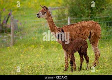 Alpakas am Stadt End Farm in der Nähe von Kendal im Lake District National Park, Cumbria, England Stockfoto