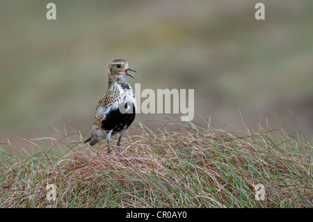 Goldregenpfeifer (Pluvialis Apricaria) Erwachsene Gefieder auf Moorland, Zucht aufrufen. Shetland-Inseln. Juni. Stockfoto