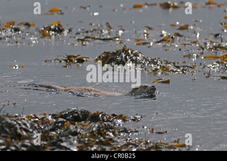 Eurasische Fischotter (Lutra Lutra) schwimmen in der Nähe Küstenfischerei. Shetland-Inseln. Juni. Stockfoto