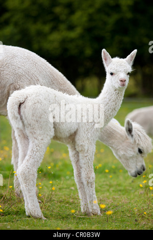 Baby-Alpaka auf Stadt Ende Farm bei Kendal im Lake District National Park, Cumbria, England Stockfoto