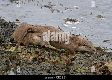 Zwei eurasische Fischotter (Lutra Lutra) am Meeresufer, Mutter und gut gewachsene Cub. Shetland-Inseln. Juni. Stockfoto