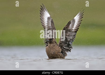 Great Skua oder Bonxie (Stercorarius Skua) Erwachsenen in Süßwasser See Baden. Sheltand Inseln. Juni. Stockfoto