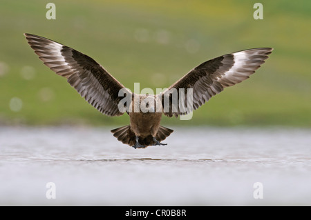 Great Skua oder Bonxie (Stercorarius Skua) Erwachsenen Landung auf Süßwasser Loch. Shetland-Inseln. Juni. Stockfoto