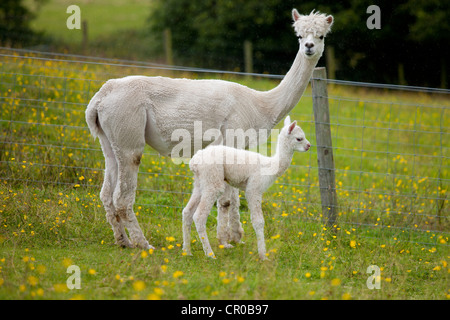 Alpakas am Stadt End Farm in der Nähe von Kendal im Lake District National Park, Cumbria, England Stockfoto