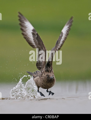 Great Skua oder Bonxie (Stercorarius Skua) Erwachsenen ausziehen aus Süßwasser Loch. Shetland-Inseln. Juni. Stockfoto