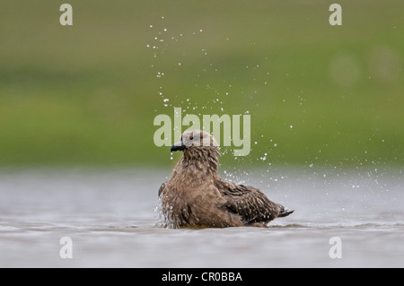 Great Skua oder Bonxie (Stercorarius Skua) Erwachsenen in Süßwasser See Baden. Shetland-Inseln. Juni. Stockfoto