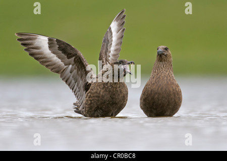 Great Skua oder Bonxie (Stercorarius Skua) Erwachsene anzeigen auf Süßwasser Loch. Shetland-Inseln. Juni. Stockfoto