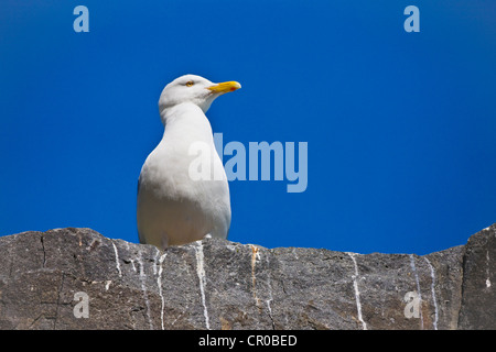 Elfenbein Gull (Pagophila Eburnea) auf Basalt Felsen, am Vogel Kolonie von Alkefjellet, Spitzbergen, Norwegen Stockfoto