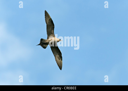 Arktisches Skua (Stercorarius Parasiticus) Dunkelphase Erwachsener im Flug. Shetland-Inseln. Juni. Stockfoto