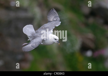 Nördlichen Fulmar (Fulmarus Cyclopoida) Erwachsene im Flug schwebt auf starke Brise vom Meer Klippe. Shetland-Inseln. Juni. Stockfoto