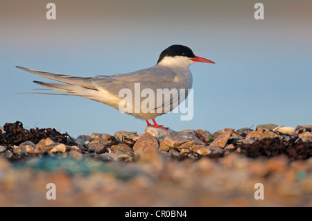 Küstenseeschwalbe (Sterna Paradisaea) Erwachsenen in Ruhe am Kiesstrand im Abendlicht. Shetland-Inseln. Juni. Stockfoto