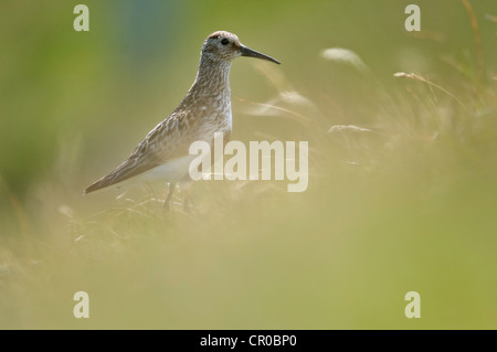 Alpenstrandläufer (Calidris Alpina) Erwachsene Gefieder auf Moorland Zucht. Shetland-Inseln. Juni. Stockfoto