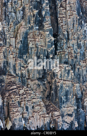 Vogel-Kolonie am Alkefjellet, Basalt Felsen voller 60.000 Brutpaare des Brunnichs Trottellummen, Spitzbergen, Norwegen Stockfoto